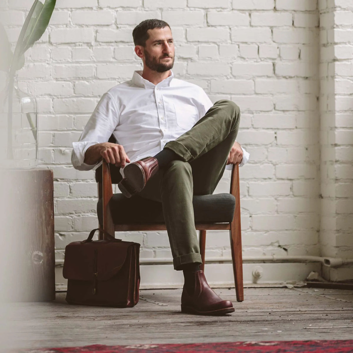The Democratic Chino in Olive